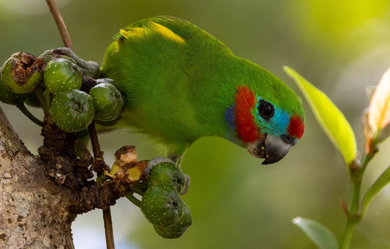 Photo wallpaper leaves, trees, green, bird, fruit, parrot, Australian, fig parrot