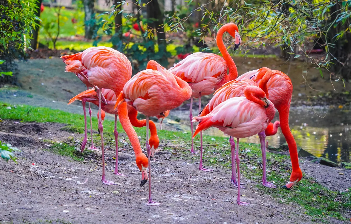 Photo wallpaper birds, pack, Flamingo, pond, pink flamingos