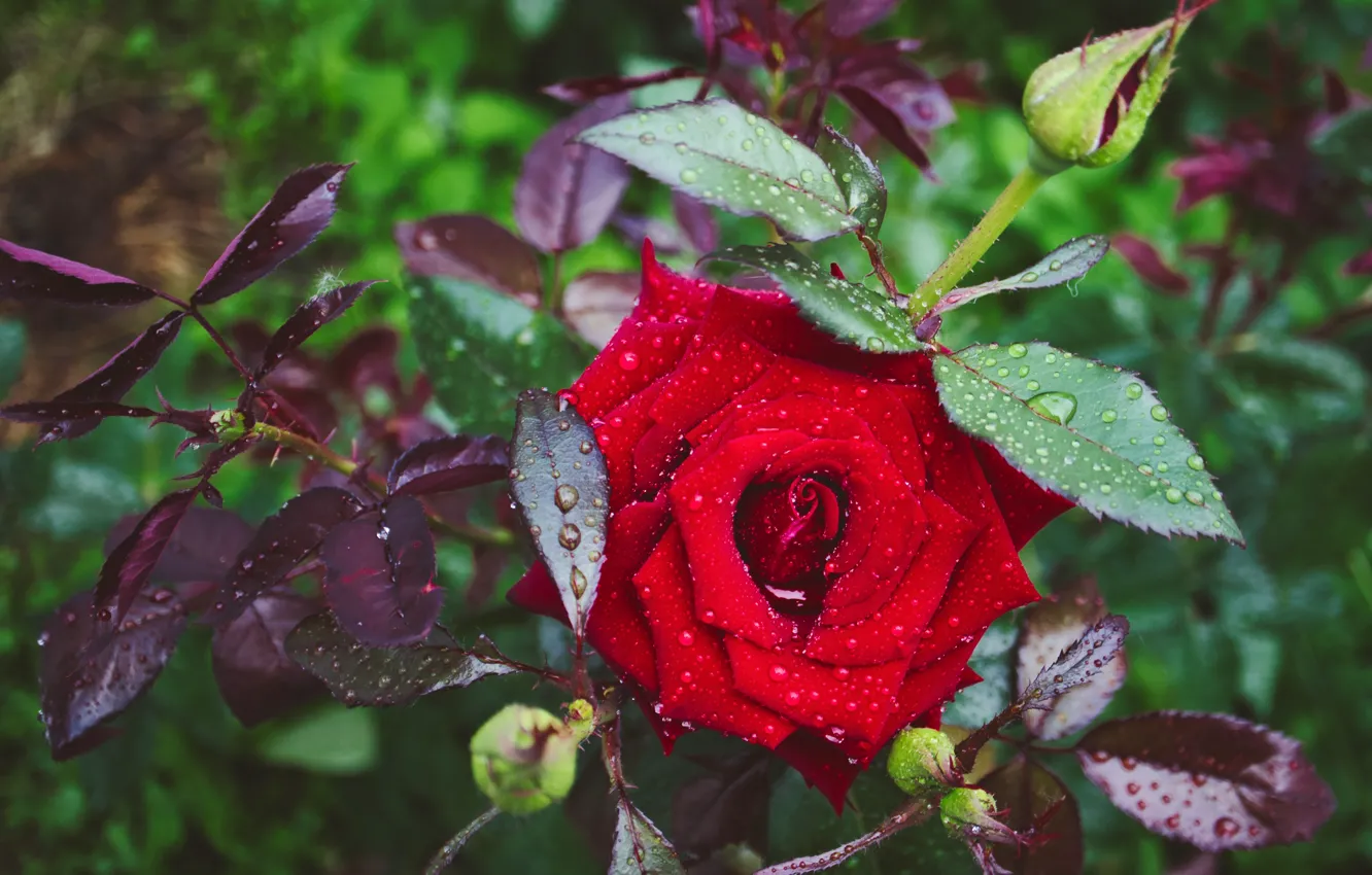 Photo wallpaper leaves, drops, branches, rose, garden, red, buds, rose Bush