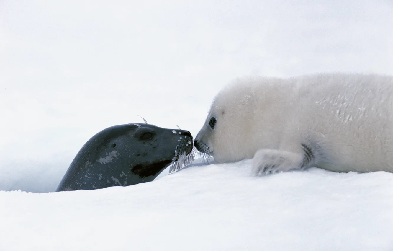 Photo wallpaper ice, puppy, animals, winter, snow, cute, feeling, Seals