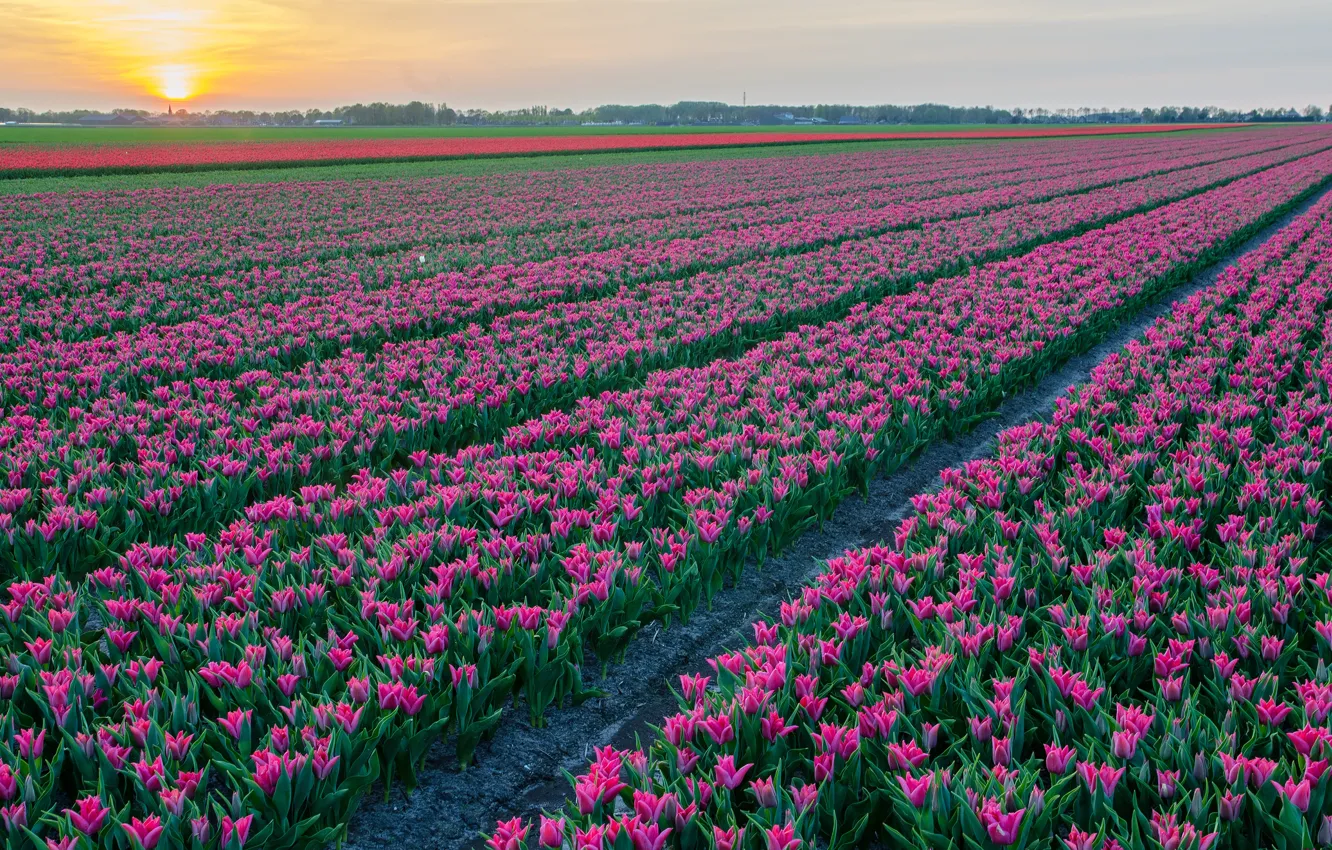 Photo wallpaper field, the sky, flowers, spring, tulips, the ranks, field of tulips, lilac