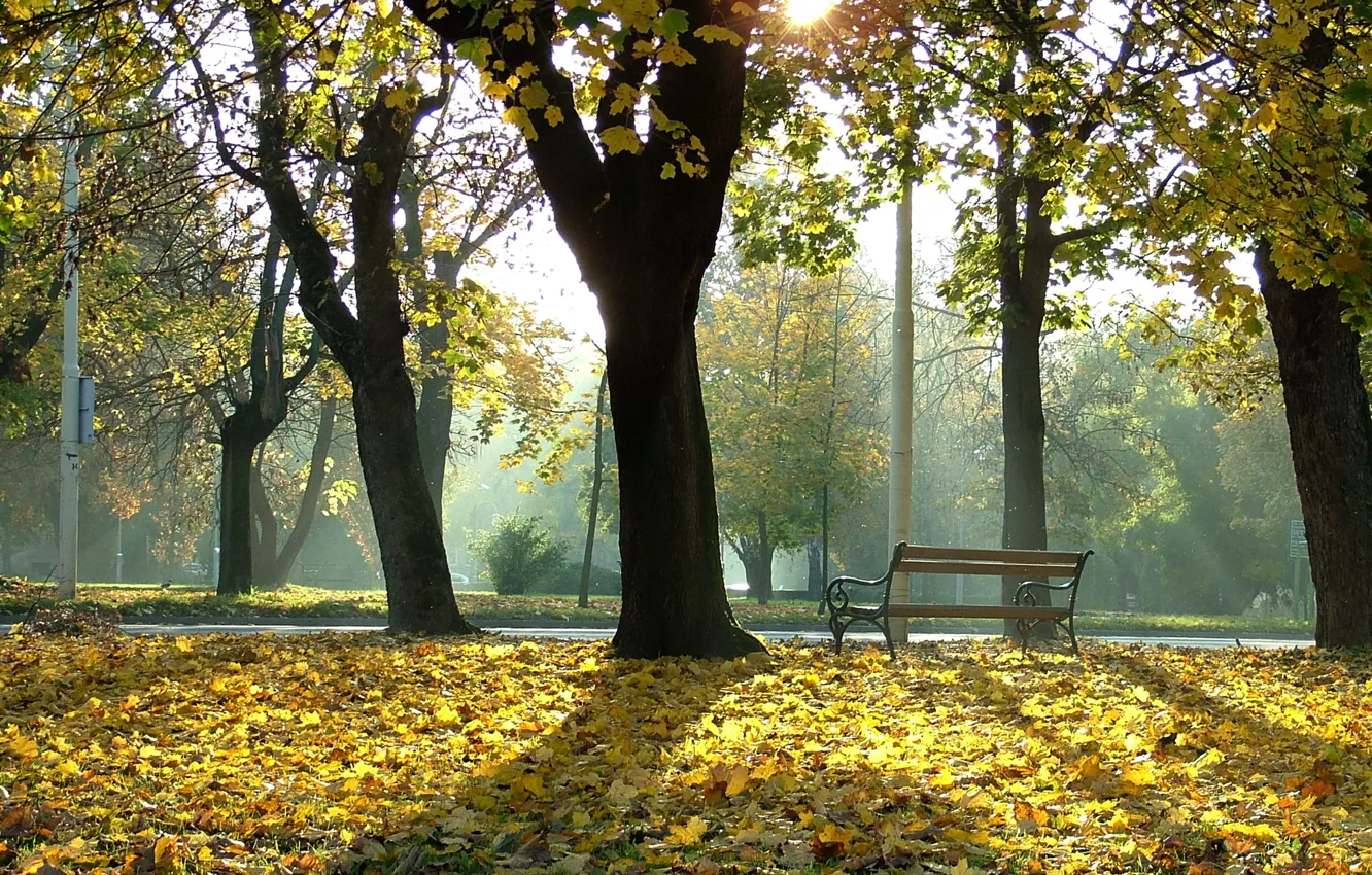 Photo wallpaper park, tree, bench