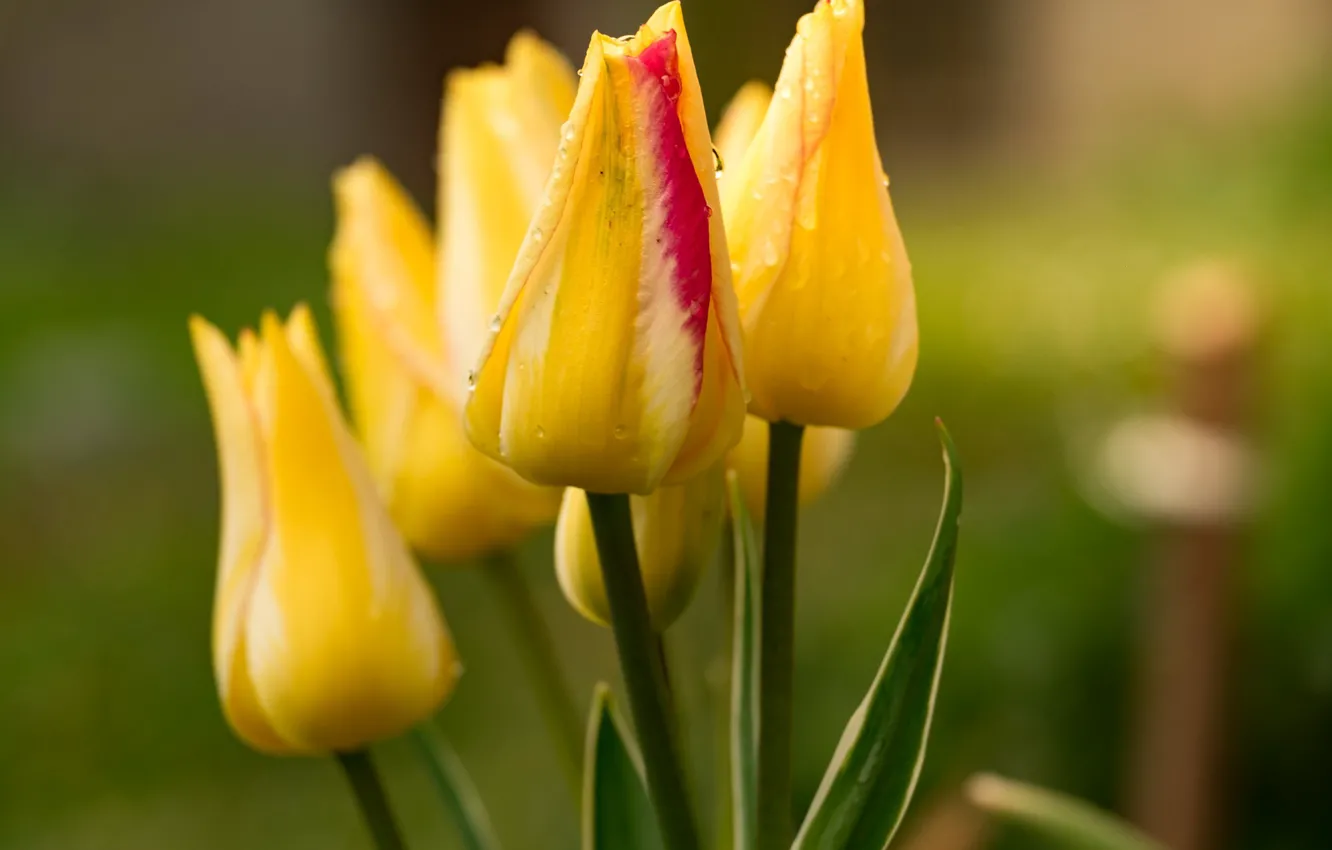 Photo wallpaper flower, flowers, nature, yellow, Tulip, spring, garden