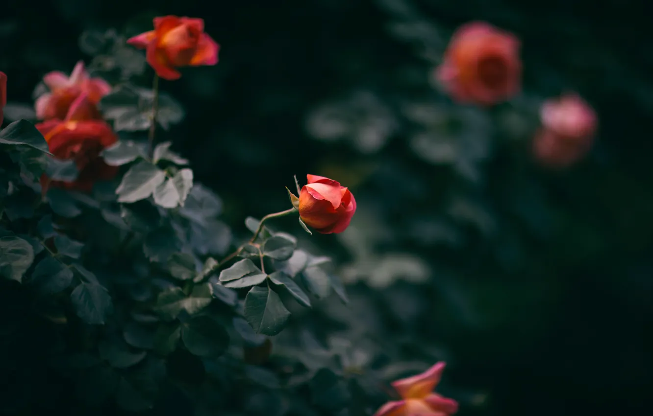 Photo wallpaper flowers, roses, petals, buds, the bushes