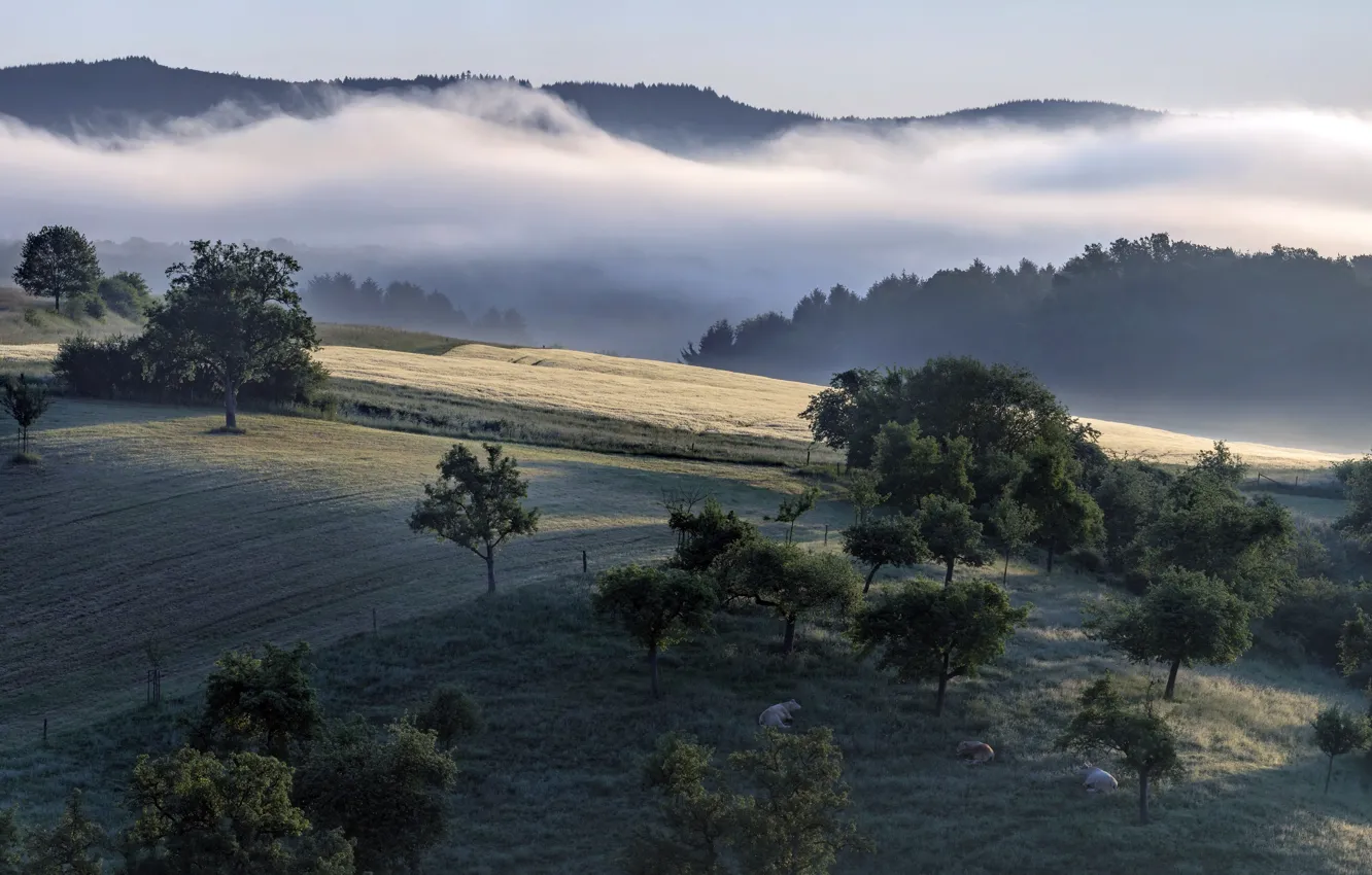 Photo wallpaper nature, fog, cows