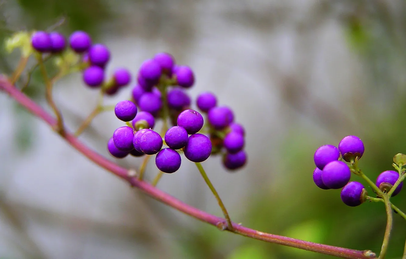 Photo wallpaper nature, berries, branch, purple, Purpleberry, Callicarpa