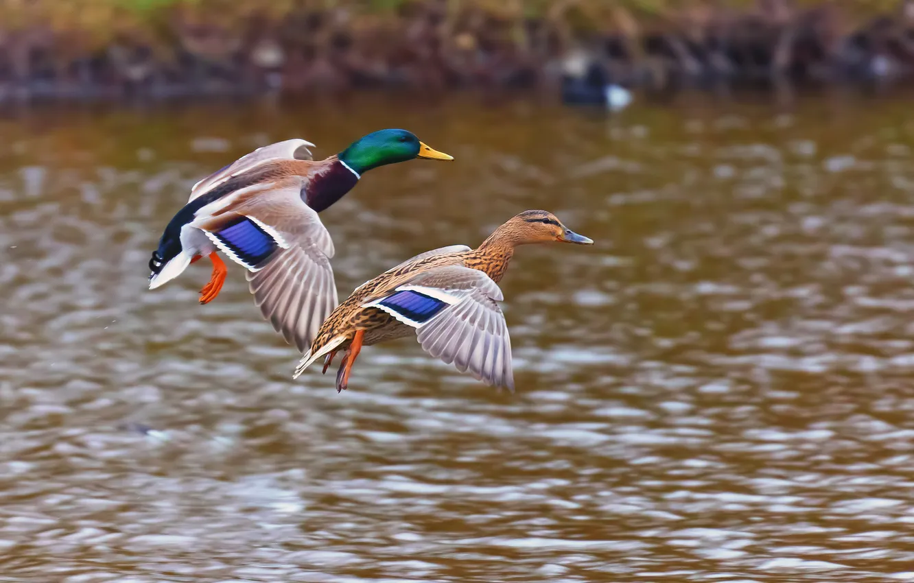 Photo wallpaper flight, lake, pond, two, duck, synchronicity