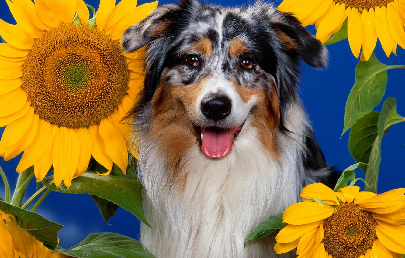 Photo wallpaper sunflowers, flowers, nature, dog