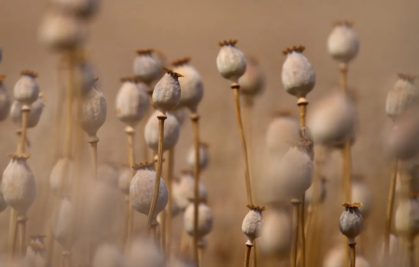 Photo wallpaper nature, background, Maki