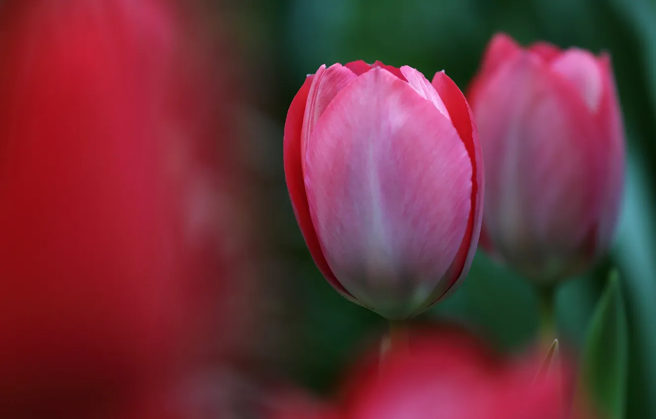 Photo wallpaper spring, petals, Bud, tulips