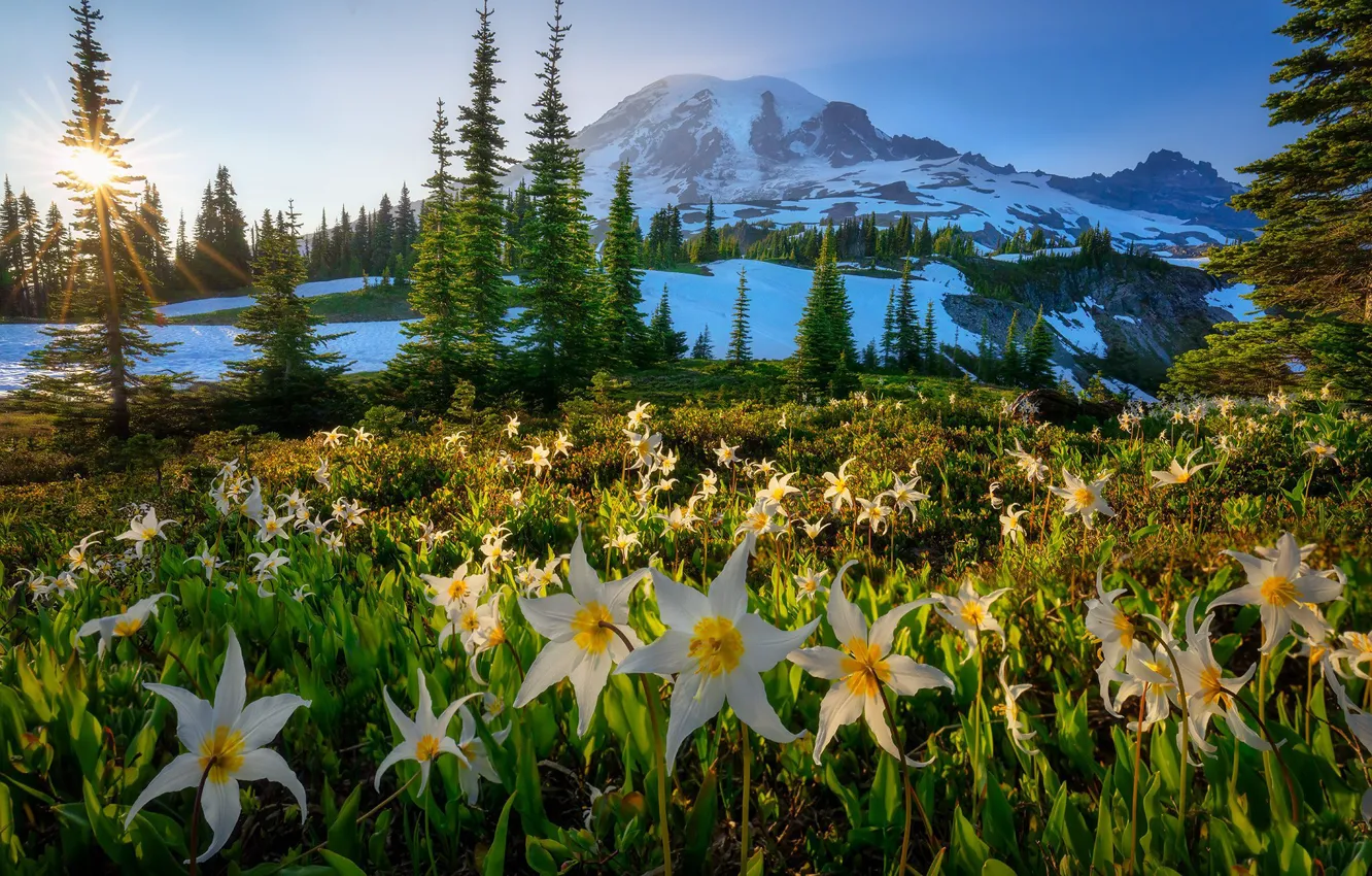 Photo wallpaper field, forest, light, snow, flowers, mountains, spring, ate
