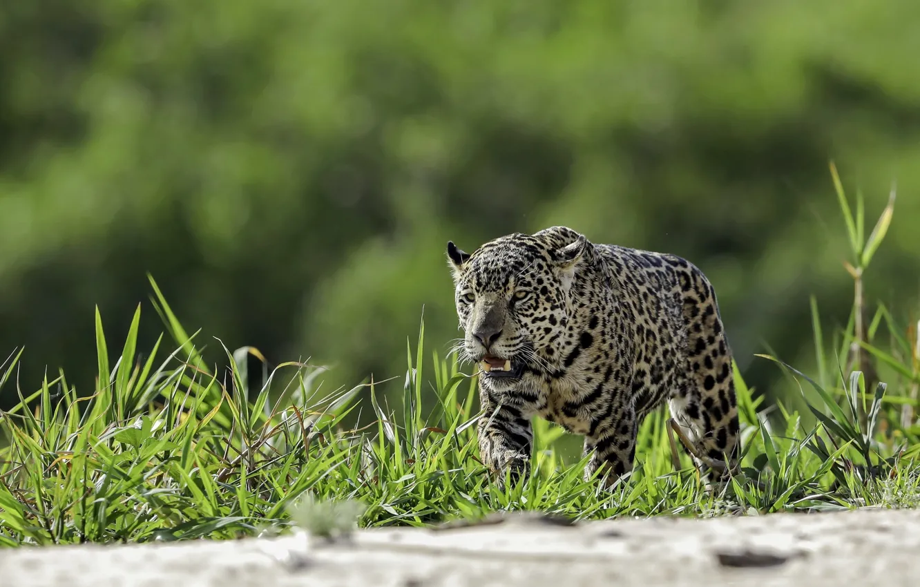 Photo wallpaper grass, Jaguar, sneaks