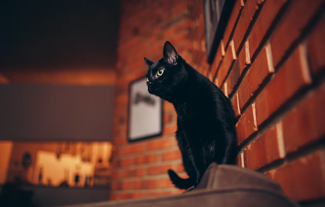 Photo wallpaper cat, eyes, cat, wool, tail, black, cat, black cat