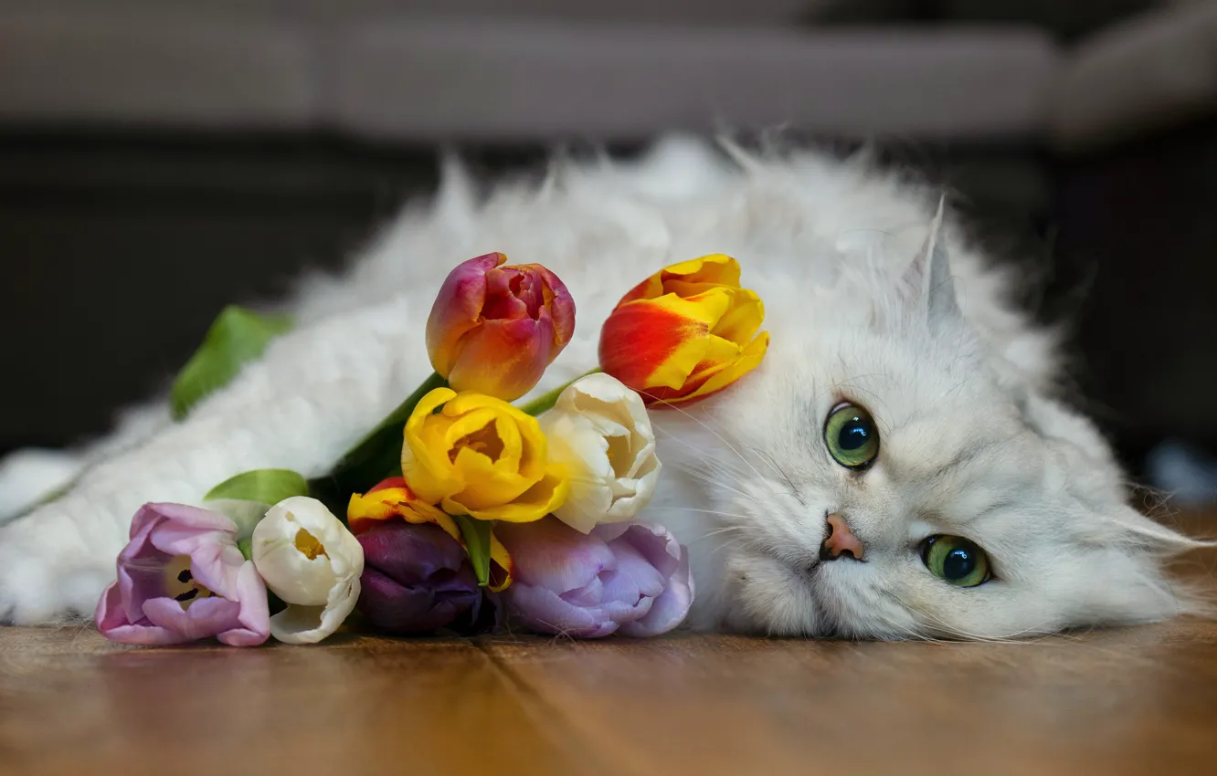 Photo wallpaper Cat, tulips, British