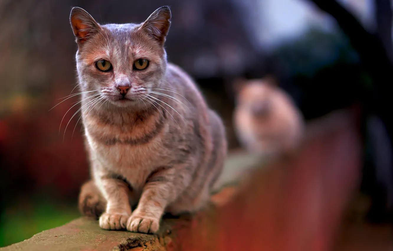 Photo wallpaper cat, cat, animal, the fence