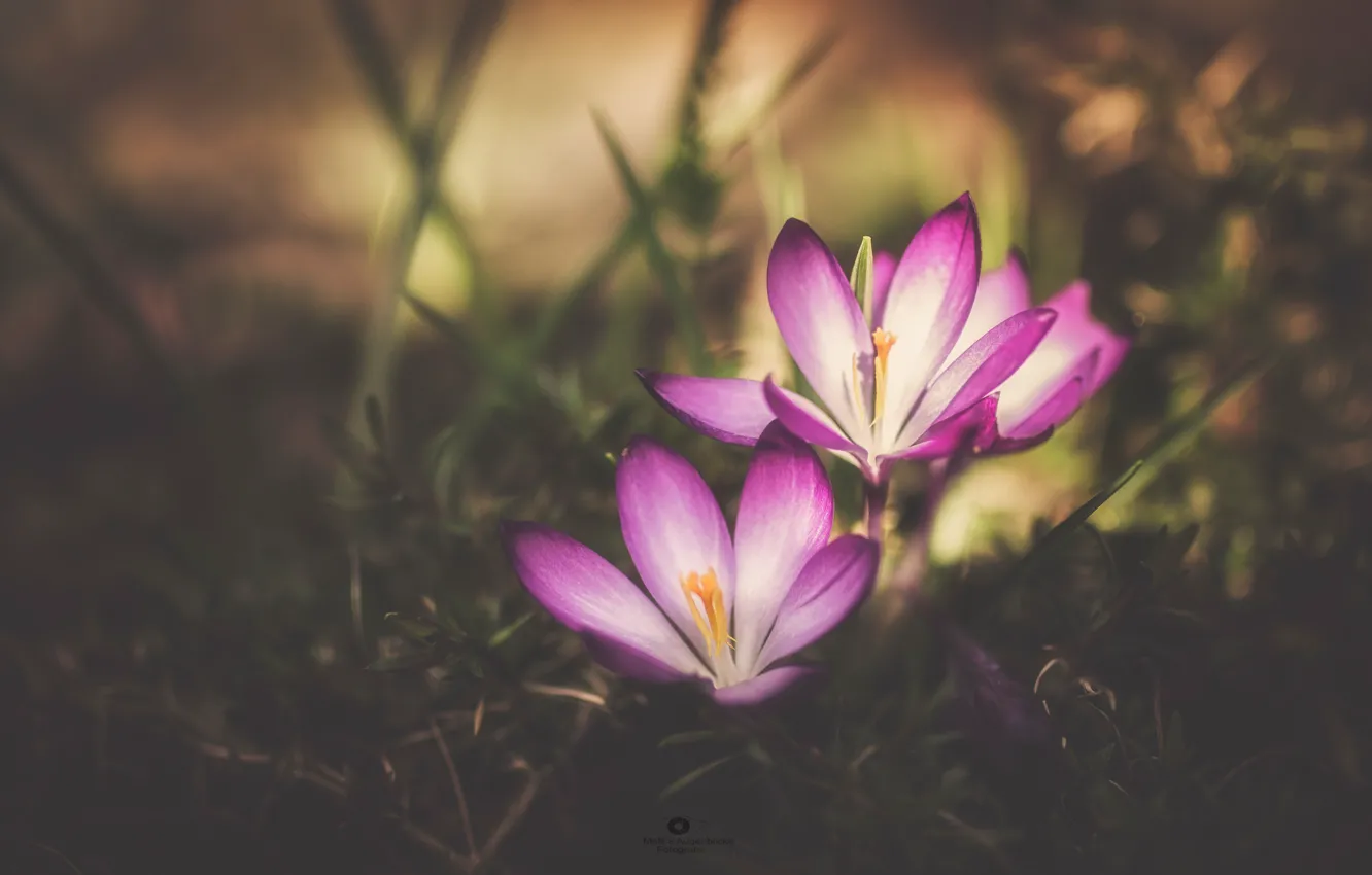 Photo wallpaper macro, crocuses, bokeh, saffron