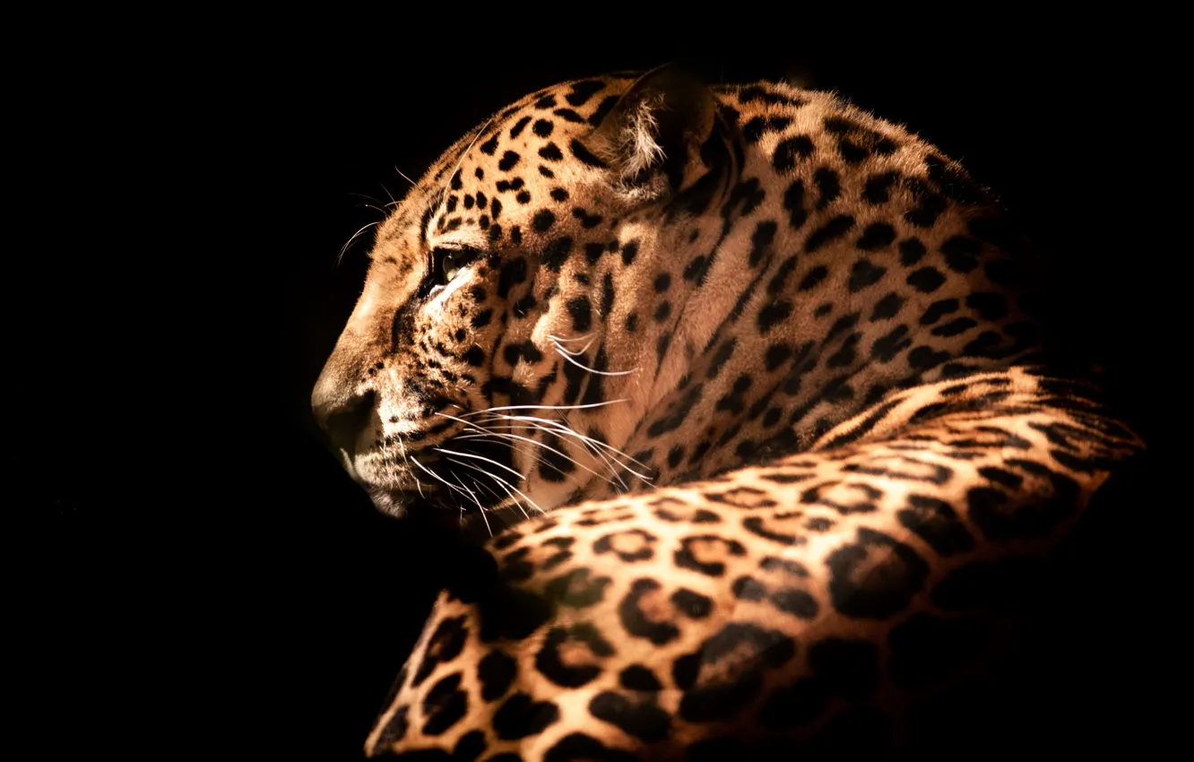 Photo wallpaper mustache, predator, leopard, side, wild cat, black background, big cat