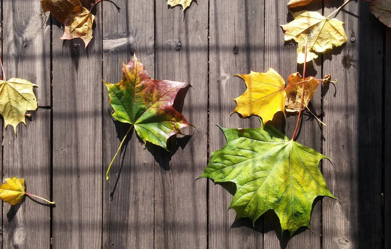 Photo wallpaper Autumn, Shadow, Background, Foliage, Board, Green, saver, Maple leaf