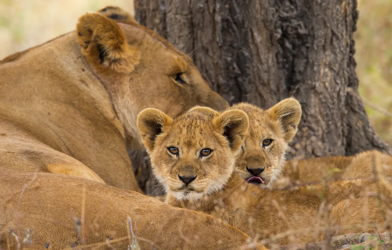 Photo wallpaper baby, lioness, mom, lion