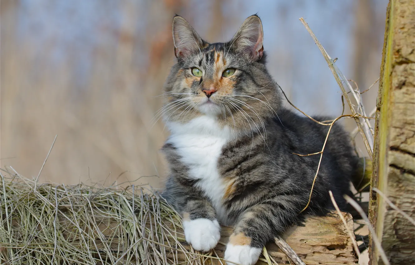 Photo wallpaper cat, cat, look, portrait, Norwegian forest cat