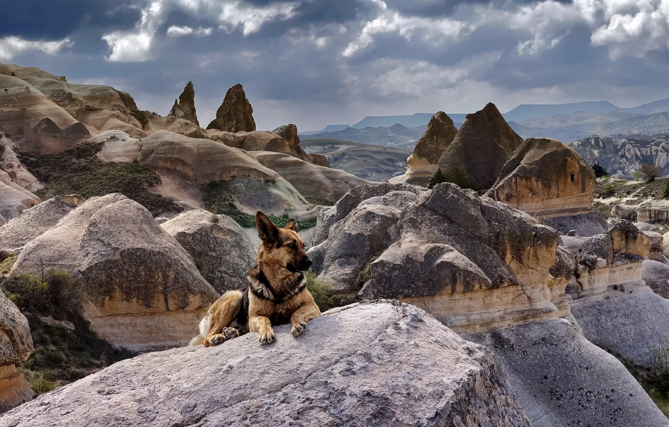 Photo wallpaper dog, mountains, nature, landscape, shepherd, German shepherd