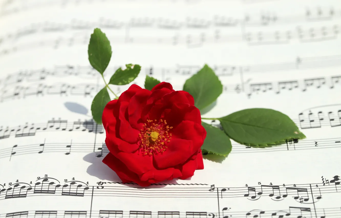 Photo wallpaper leaves, flowers, red, notes, roses, scarlet, composition, music books