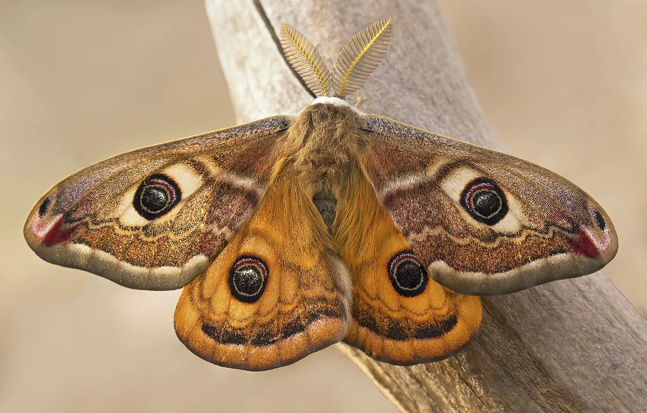 Photo wallpaper butterfly, Emperor moth, Saturnia