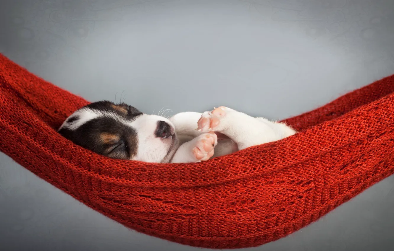 Photo wallpaper hammock, puppy, lies
