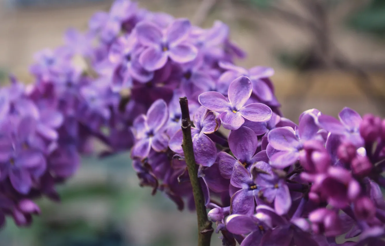 Photo wallpaper branch, spring, flowers, lilac
