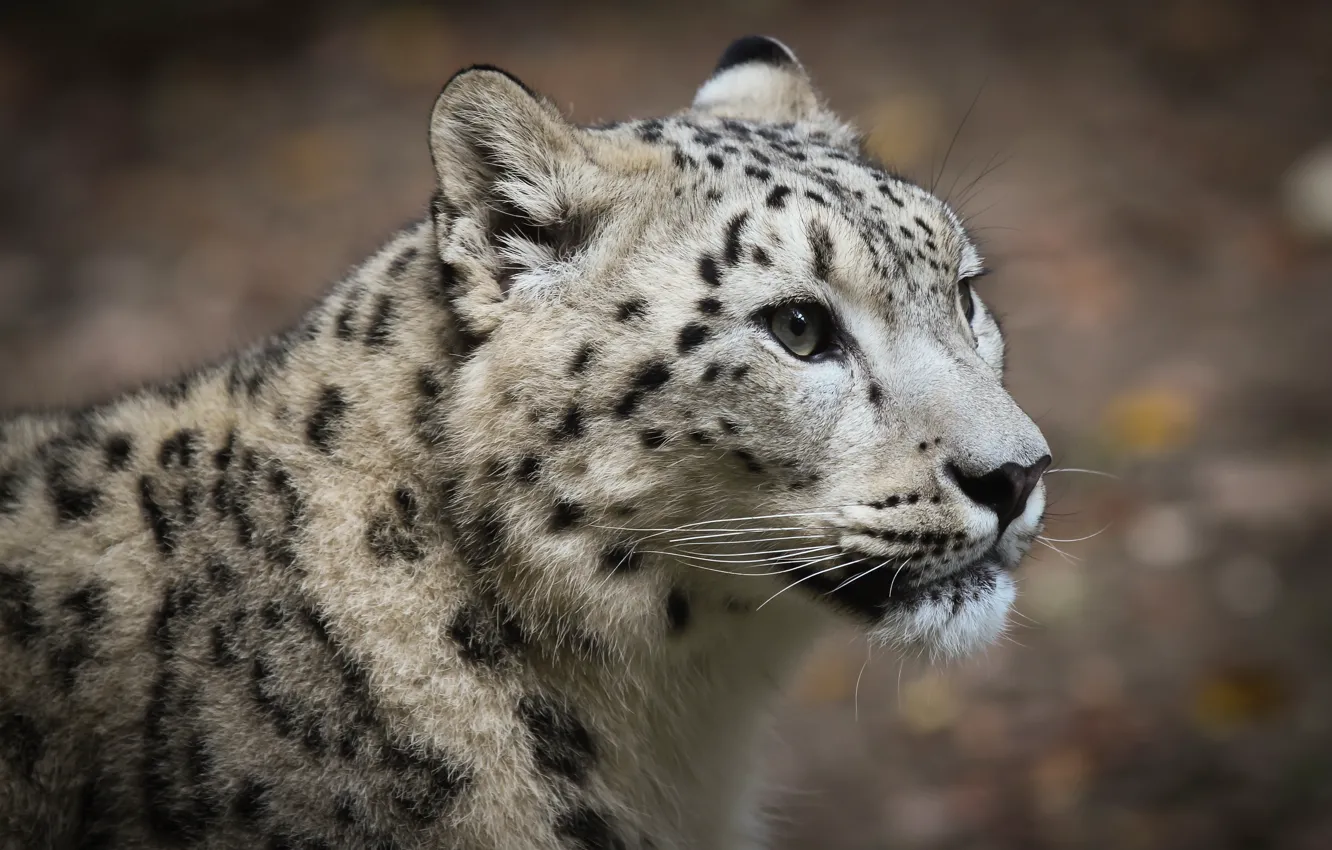 Photo wallpaper portrait, IRBIS, snow leopard