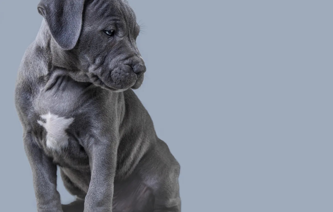 Photo wallpaper American bulldog, pose, look, dog, puppy, bowed his head, grey, grey background