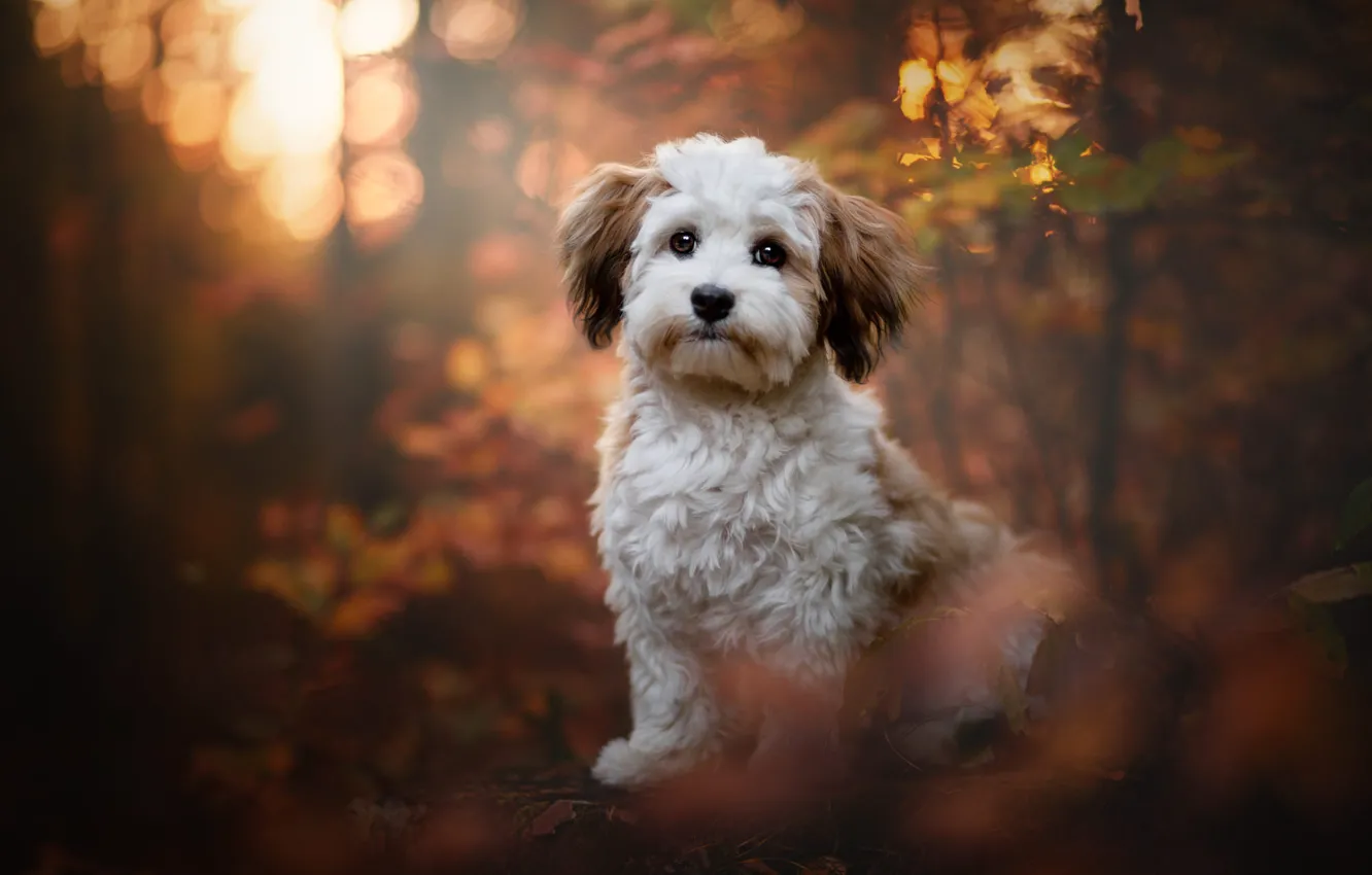 Photo wallpaper autumn, white, look, light, trees, nature, pose, Park