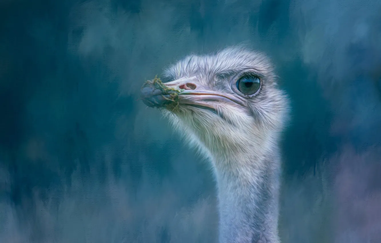 Photo wallpaper look, bird, portrait, treatment, ostrich, blue background