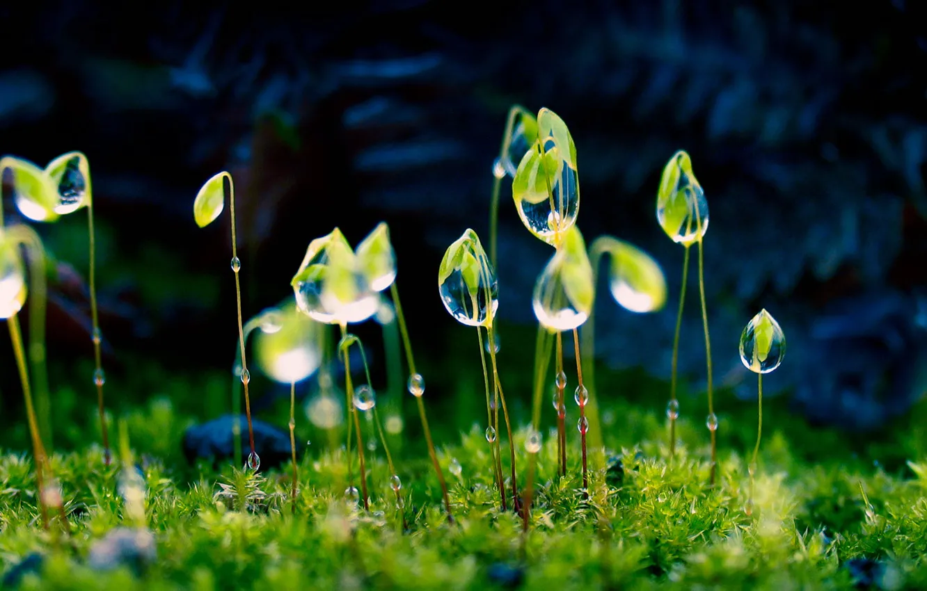 Photo wallpaper grass, drops, macro, Rosa, plant, India, Maharashtra