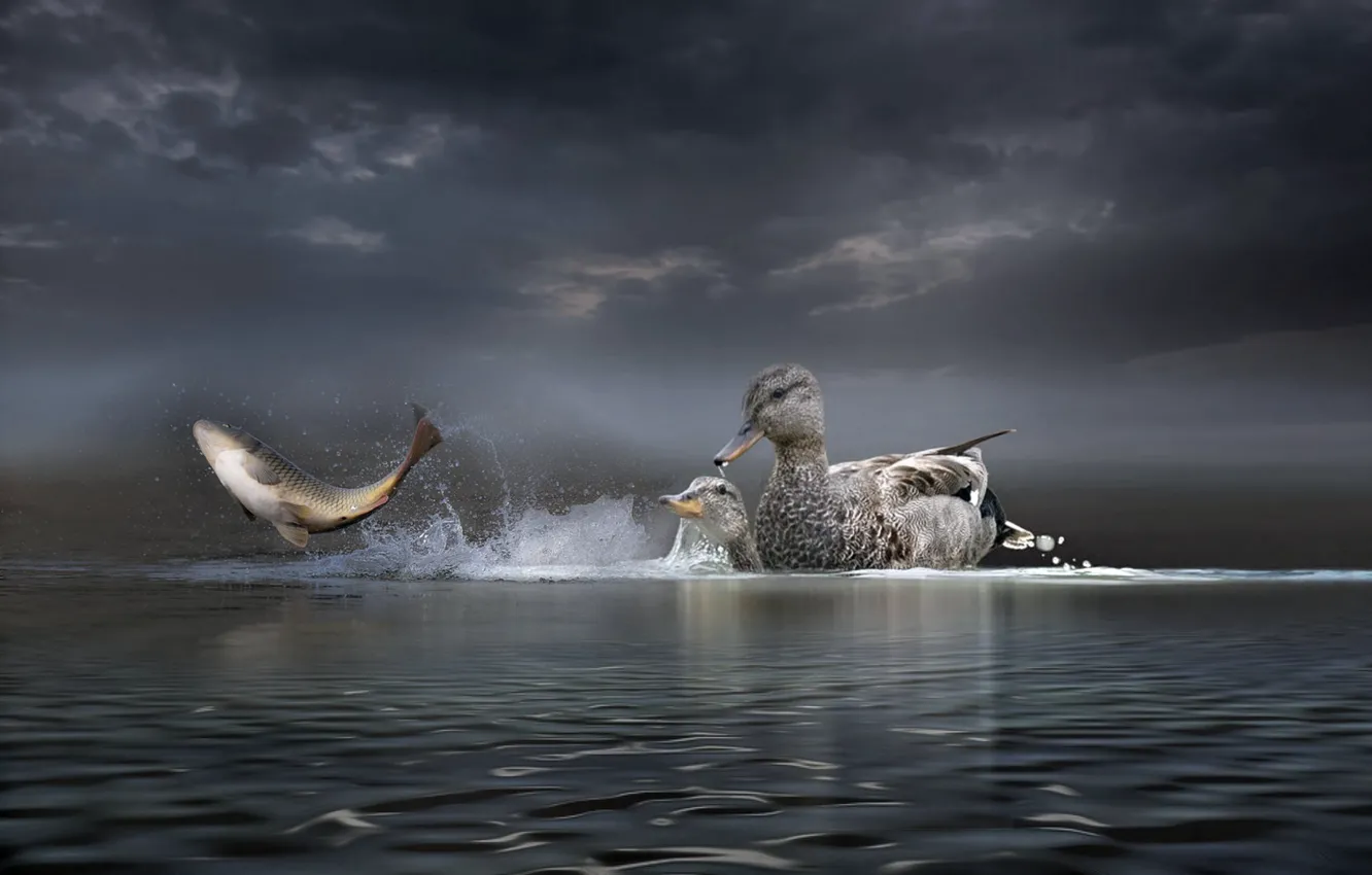 Photo wallpaper water, duck, fish