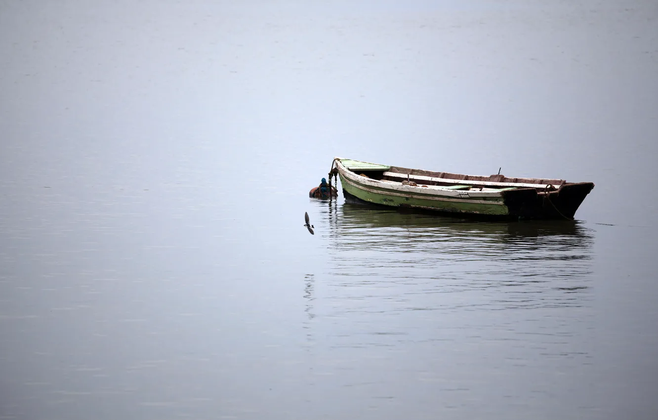 Photo wallpaper water, bird, boat, calm