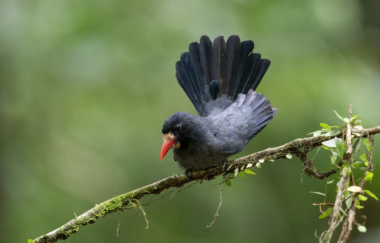 Photo wallpaper branches, bird, bokeh, red beak, The white-browed nun, White-fronted Nunbird