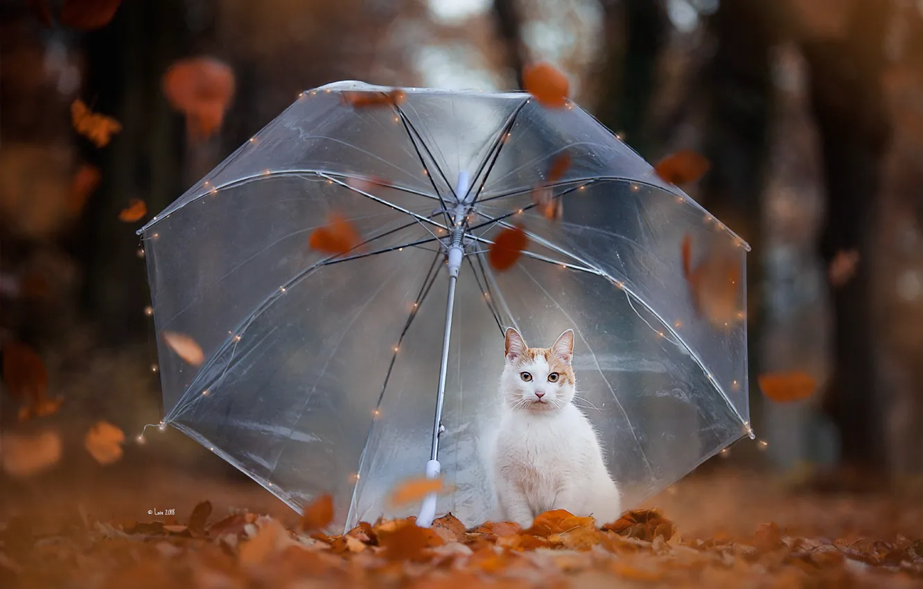 Photo wallpaper autumn, forest, leaves, foliage, umbrella, red, peer