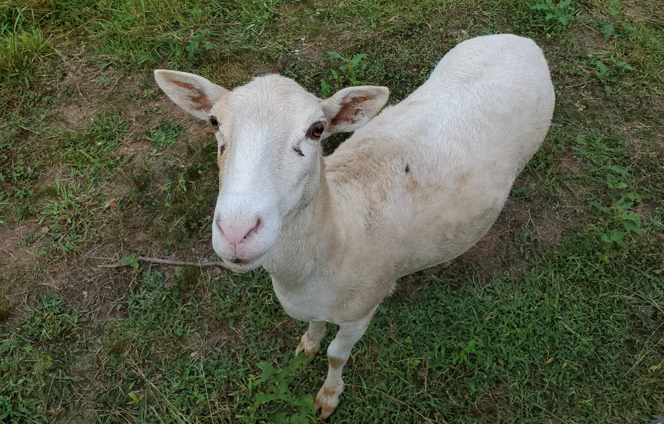 Photo wallpaper animal, sheep, cute, close up, grass field, white fur, pink nose