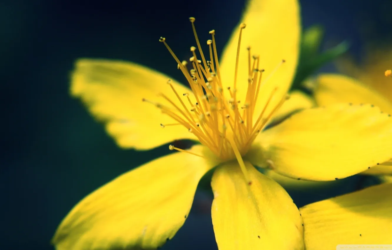 Photo wallpaper flower, summer, yellow, zoom