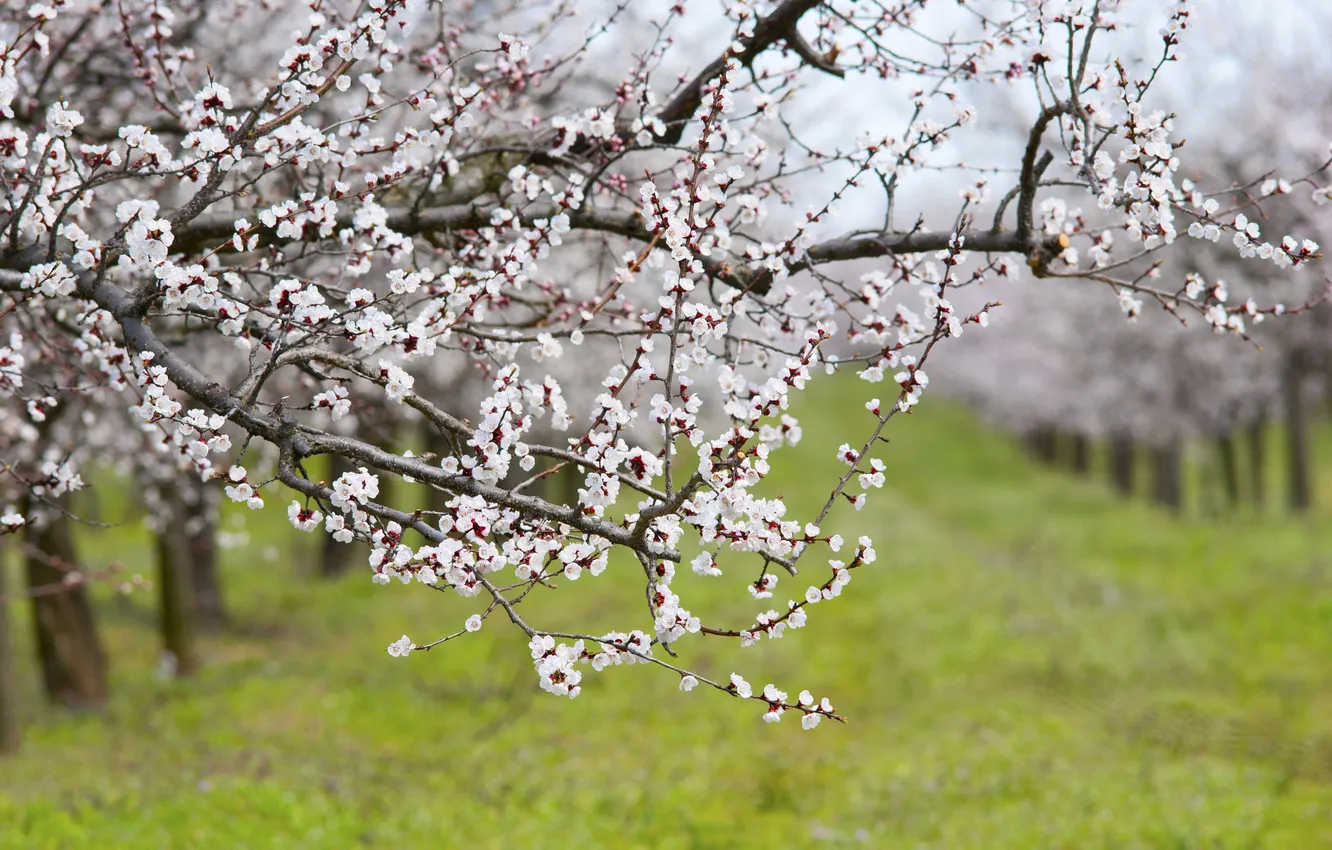 Photo wallpaper field, grass, trees, flowers, nature, petals, bokeh