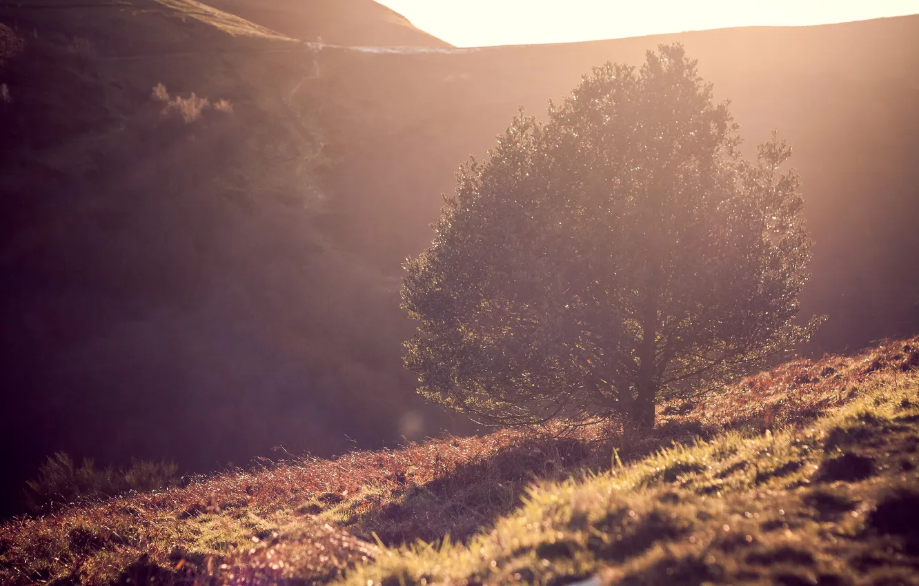 Photo wallpaper summer, grass, trees