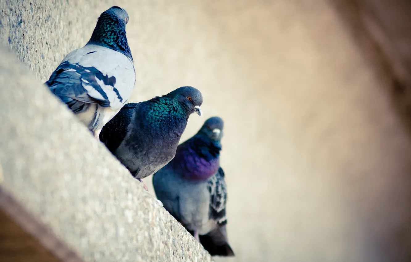 Photo wallpaper birds, house, pigeons