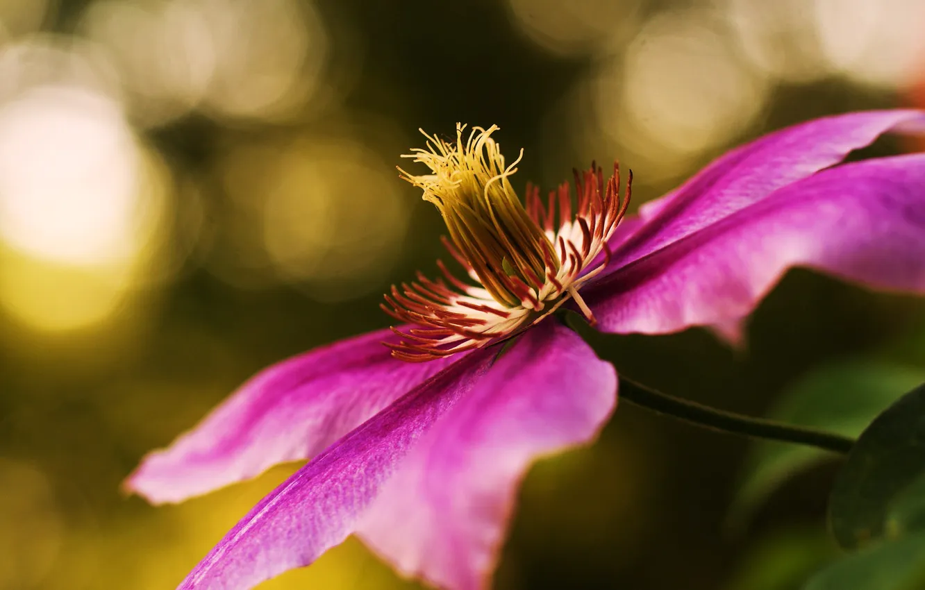 Photo wallpaper flowers, focus, pink, vine, vines, clematis