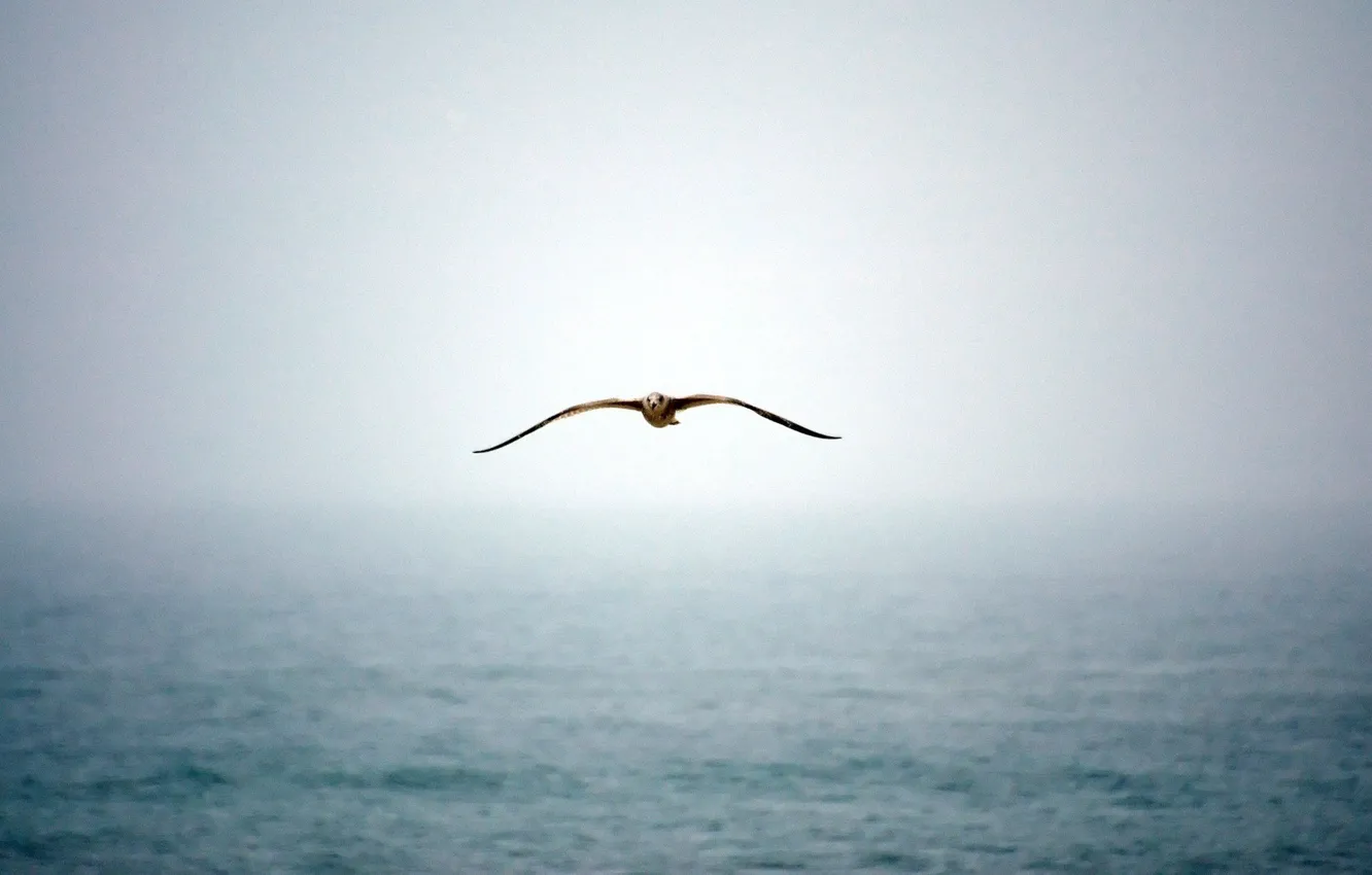 Photo wallpaper water, fog, Seagull