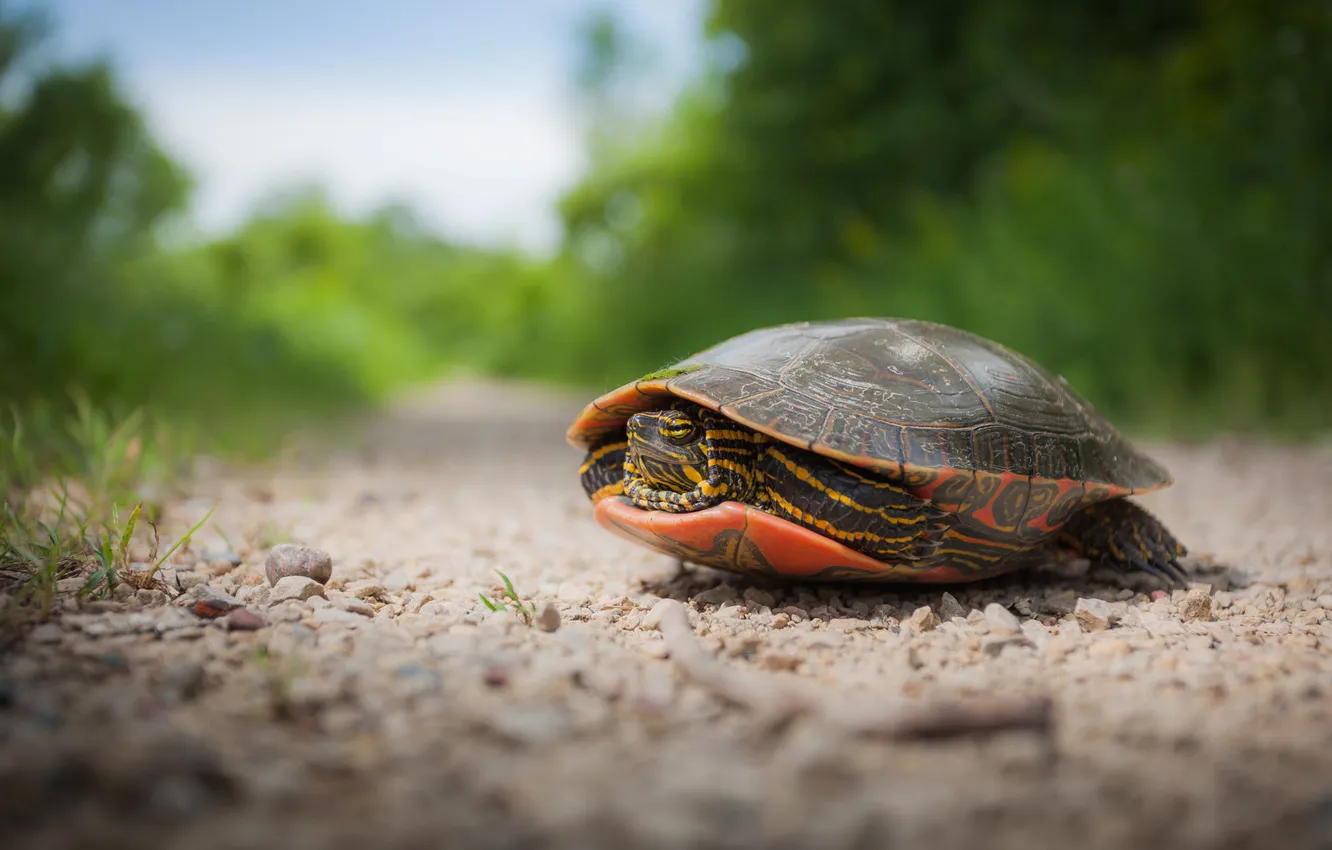 Photo wallpaper nature, background, glade, turtle, water turtle