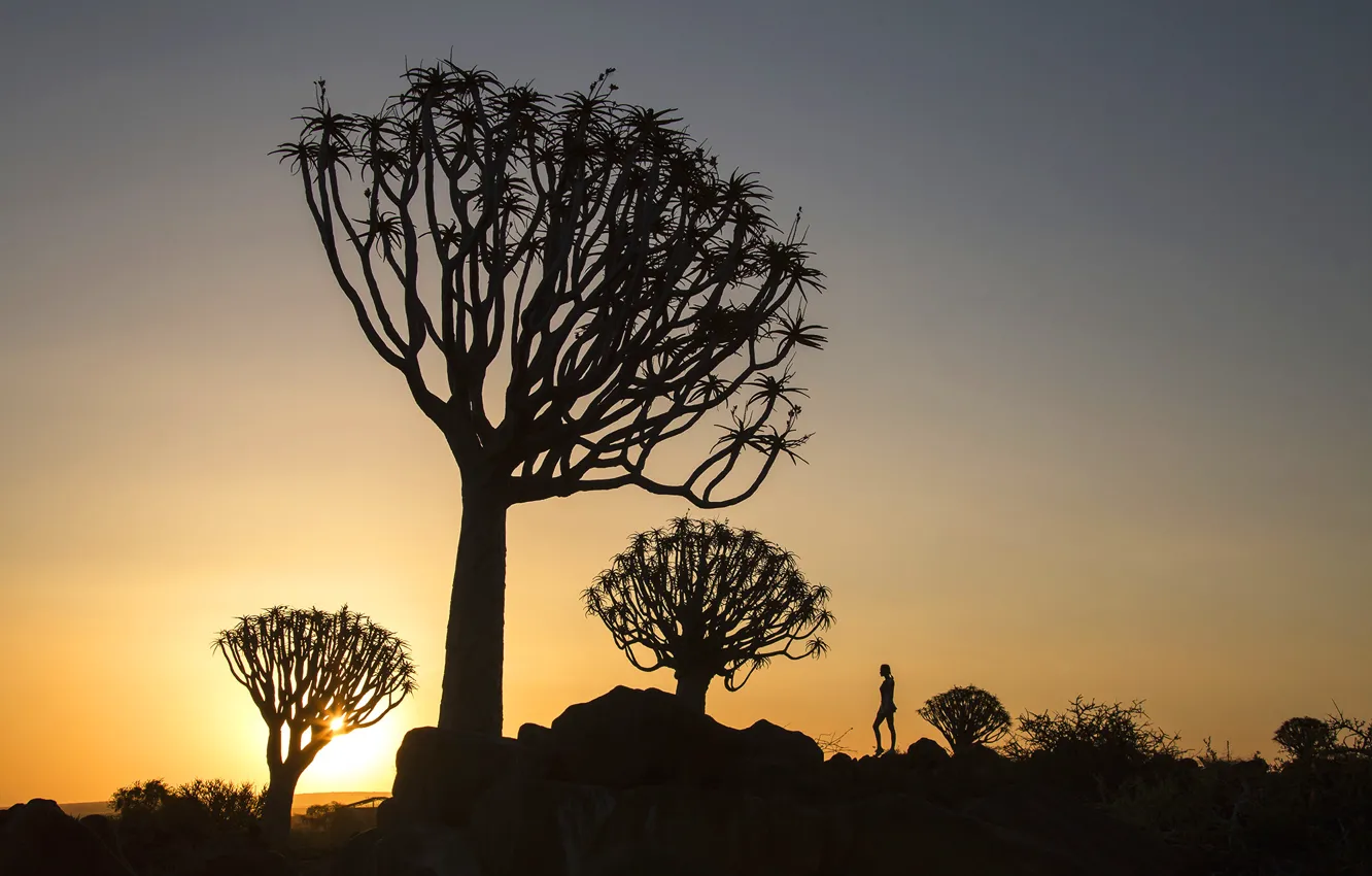 Photo wallpaper trees, sunrise, people, shadow