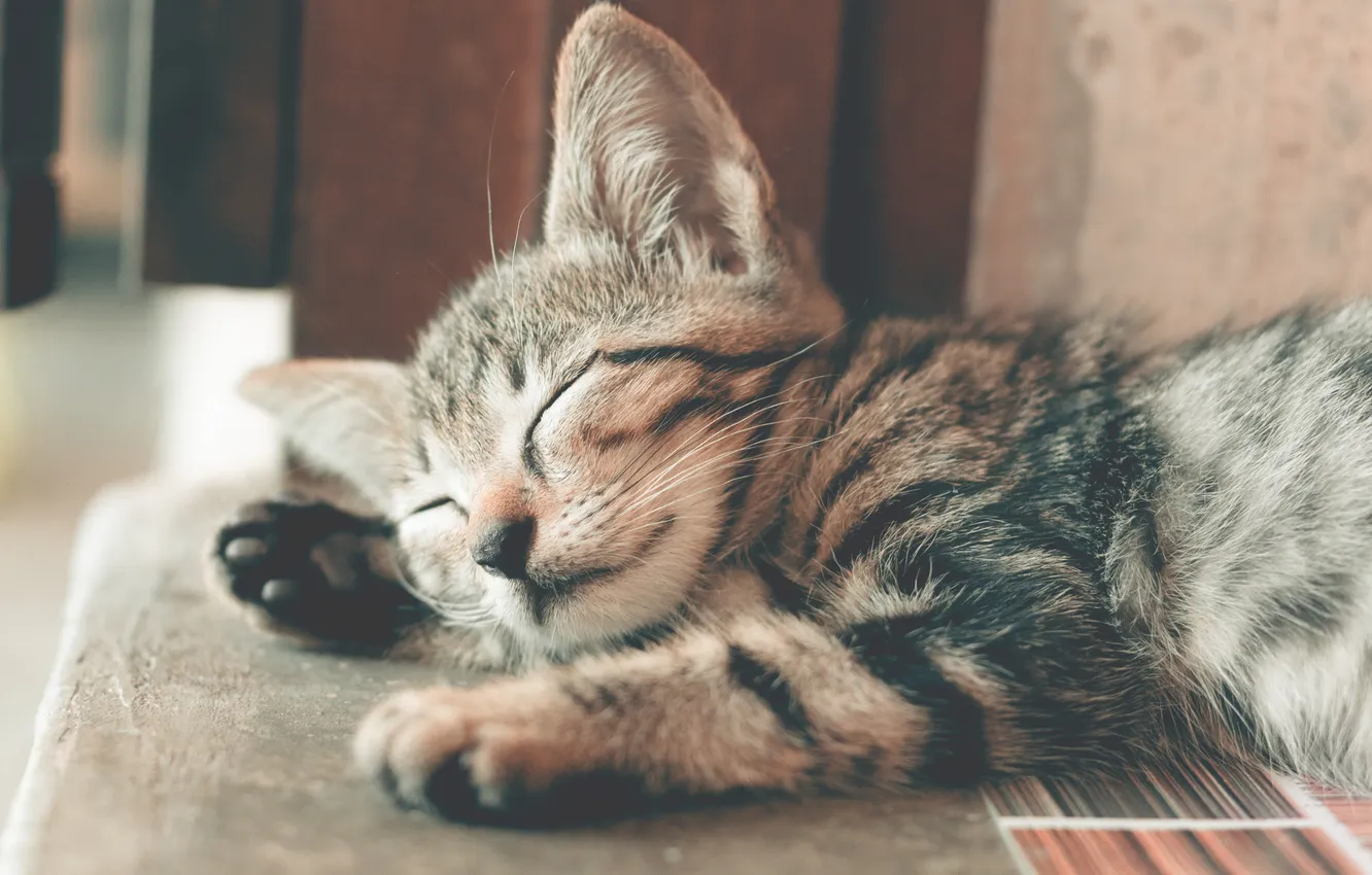Photo wallpaper kitten, sleeping, small