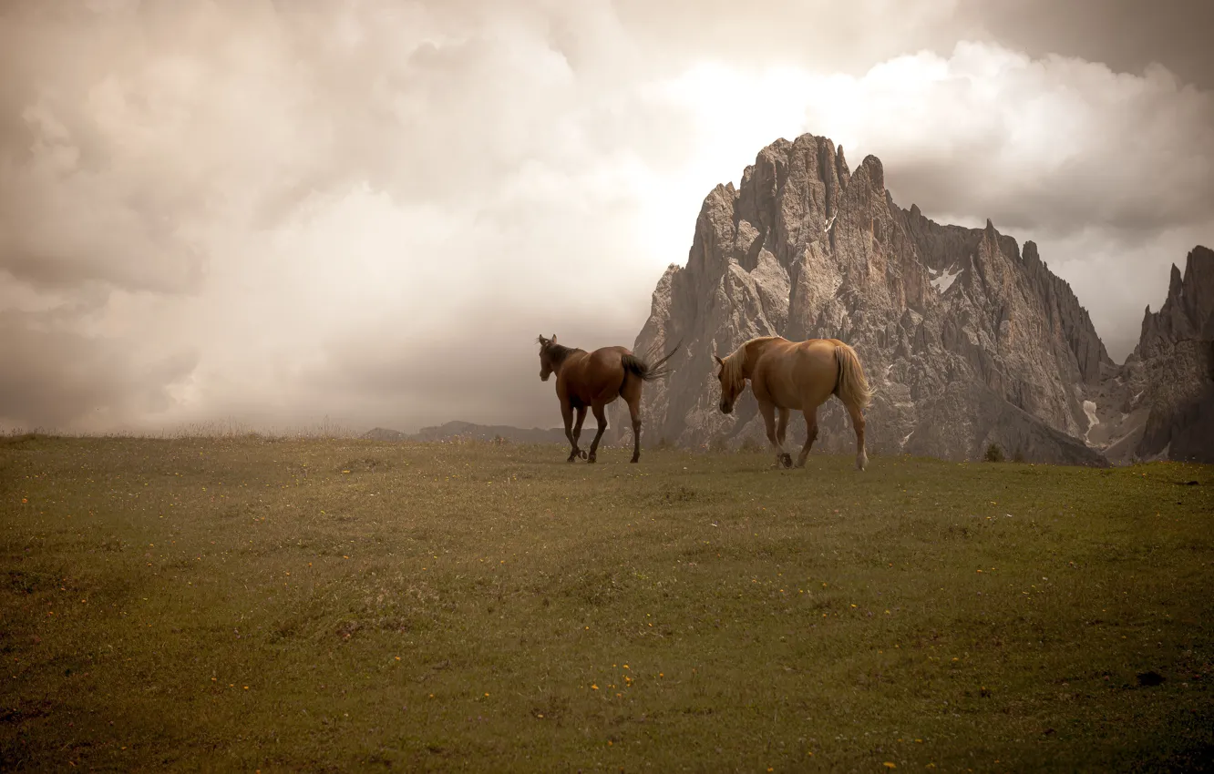 Photo wallpaper field, mountains, rocks, two, horses, horse, pair, two horses