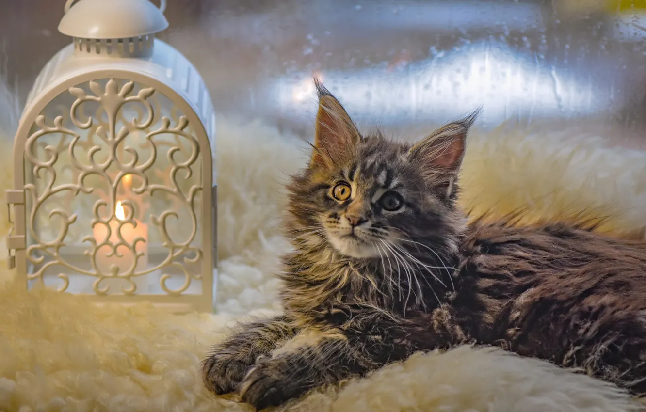 Photo wallpaper cat, look, grey, candles, window, lights, lies, fur